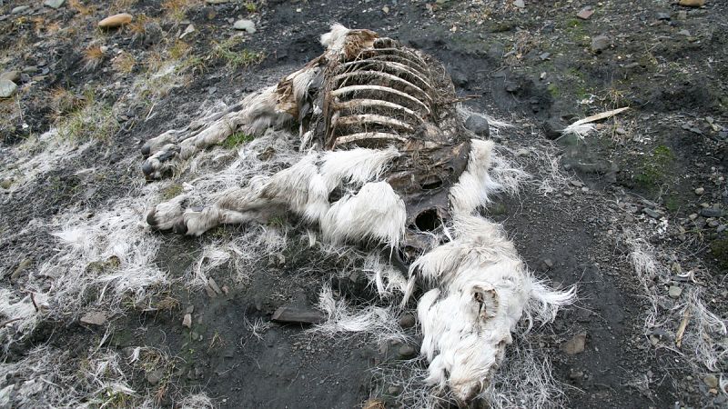 El cadáver infectado de un reno muerto hace 75 años provoca un brote mortal de ántrax en Siberia