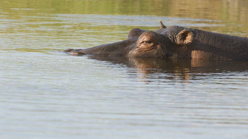 Los cambios climáticos durante el Pleistoceno aclaran la evolución del hipopótamo europeo