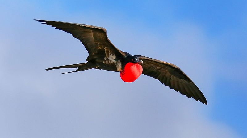 Algunas aves echan siestas de más de 40 minutos mientras vuelan