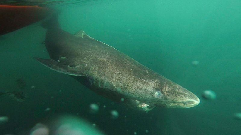 El tiburón de Groenlandia, el vertebrado más longevo, puede llegar a vivir más de 400 años