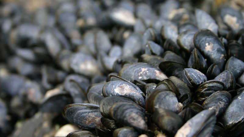 Las ostras, almejas y mejillones tienen una vida más larga en los polos del planeta
