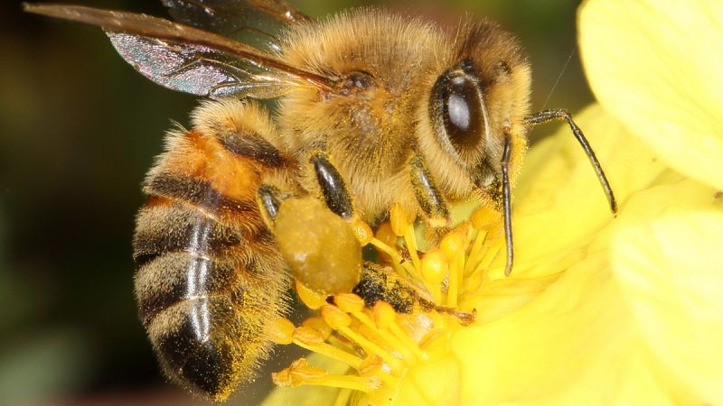 Vinculan el declive de abejas salvajes con el uso de pesticidas neonicotinoides