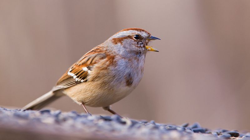 El estrés de la ciudad vuelve a las aves más agresivas