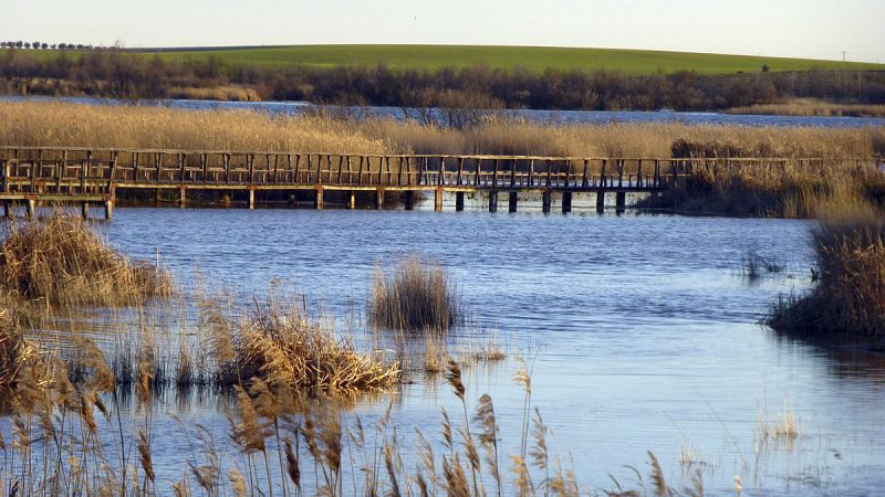 Las Tablas de Daimiel pierden biodiversidad desde 2010