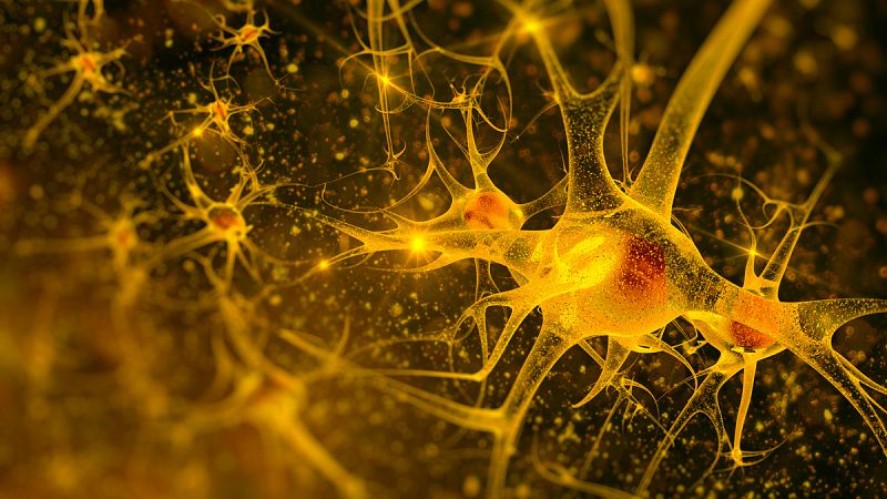 Consiguen formar nuevas neuronas mediante el bloqueo de una enzima