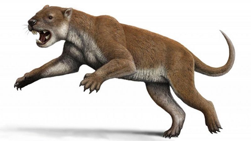 Los codos del león marsupial le hicieron un cazador mortífero