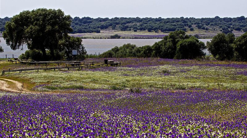 Ecologistas advierten de que el acuífero de Doñana está en alerta