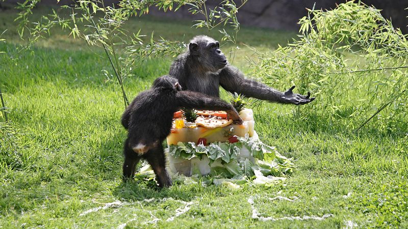 Los chimpancés prefieren cooperar antes que competir