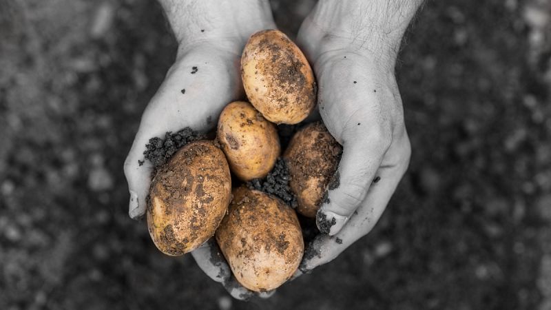 El cambio climático destruye el 20% del cultivo anual de patata en Latinoamérica