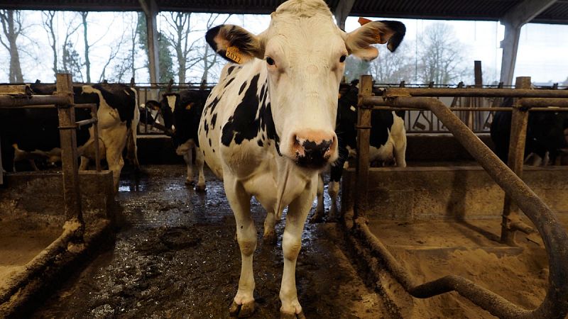 Bruselas compensará con 150 millones a los ganaderos que decidan reducir su producción láctea desde octubre