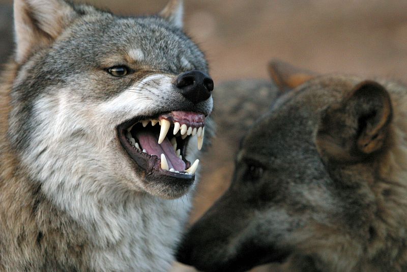 Los lobos ibéricos se estresan más en verano