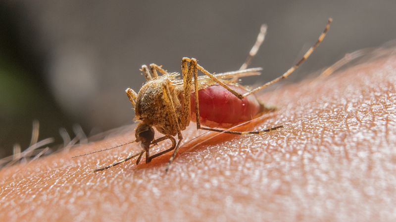 La OMS alerta de que la epidemia del zika sigue siendo una emergencia sanitaria internacional