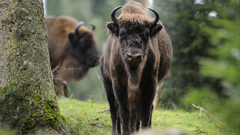 Leones, leopardos y bisontes poblaban el entorno guipuzcoano de Arrasate hace 100.000 años