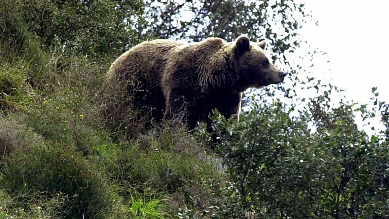 Muere un oso pardo en Asturias a causa de un disparo