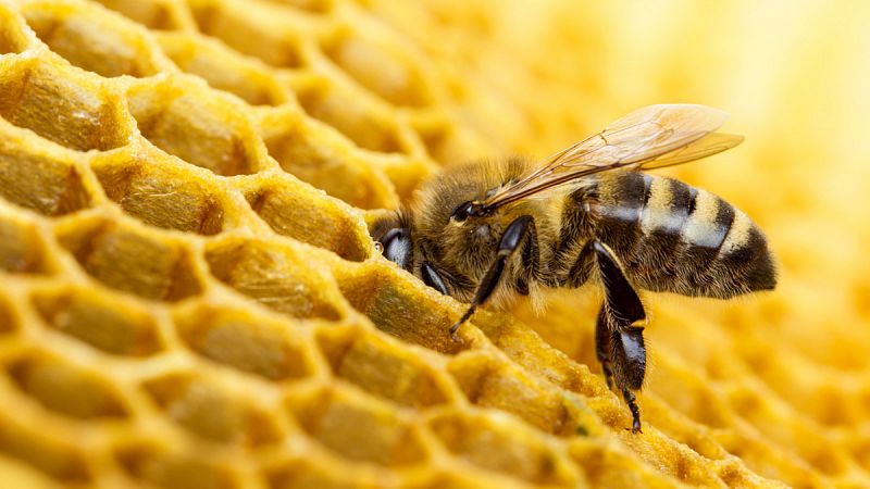 Un estudio con rayos X revela los secretos de las abejas para madurar la miel