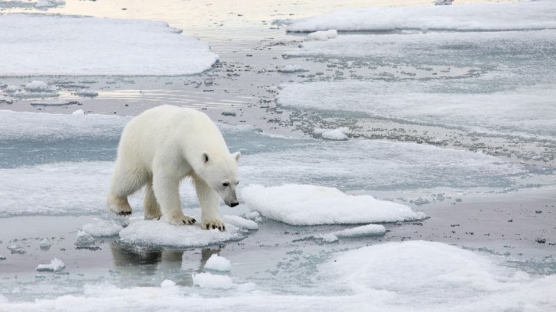 Oso polar, la icónica especie del Ártico que enfrenta al cambio climático