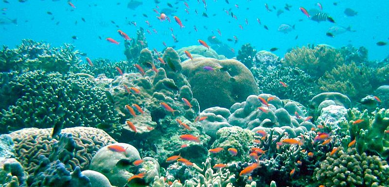 Los barcos naufragados amenazan el ecosistema de los arrecifes de coral, según un estudio