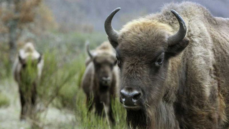 Aparece decapitado un bisonte de la reserva valenciana de Valdeserrillas