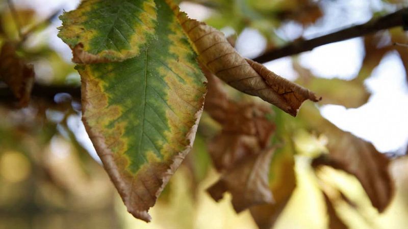 El otoño será más cálido de lo normal después del tercer verano más caluroso en 51 años