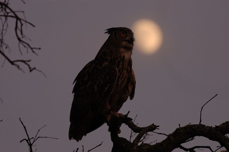 Científicos del CSIC descubren que las aves nocturnas usan señales visuales para comunicarse