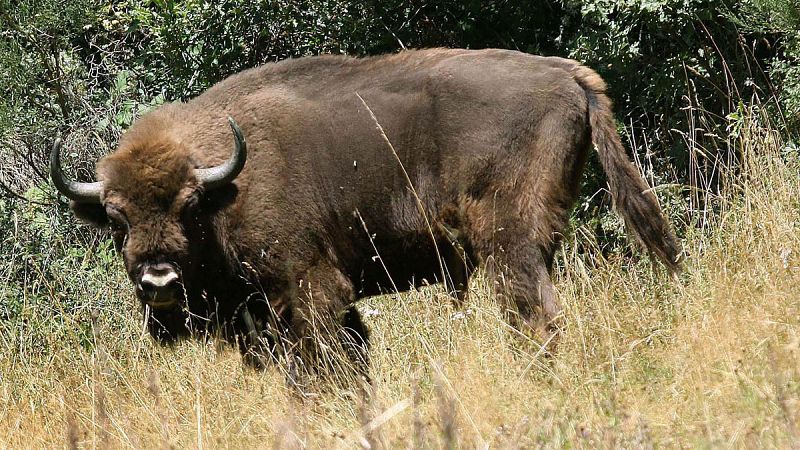 Aparece decapitado un segundo bisonte de la manada de Valdeserrillas