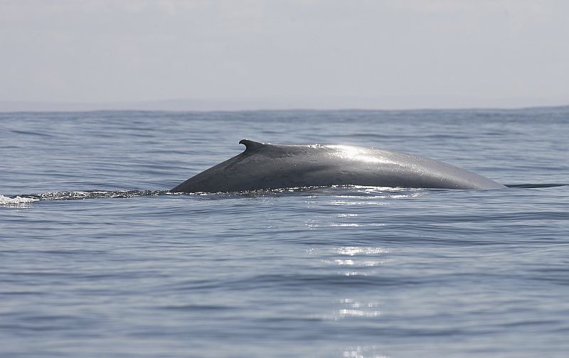 La ballena que confundía un barco con su madre será sacrificada