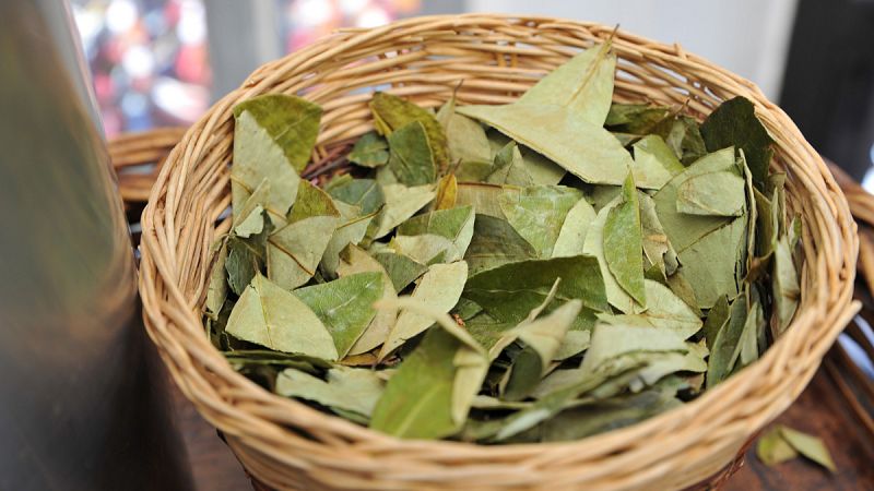 La hoja de coca, sustitutivo del azúcar para elaborar chocolate