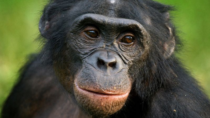 Los grandes primates pueden leer la mente, según un estudio publicado en 'Science'