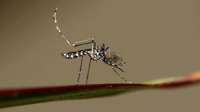El mosquito tigre avanza hacia el interior del país tras invadir el litoral mediterráneo