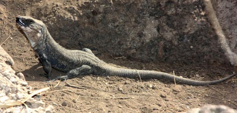 Nacen en la isla del Hierro 53 crías de lagarto gigante, una especie en peligro de extinción