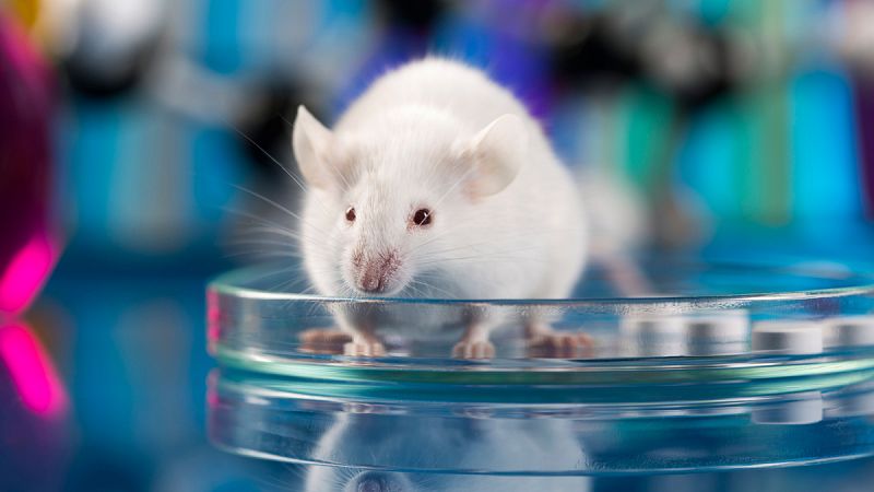 Científicos logran prevenir Alzheimer en ratones con la inyección de un gen