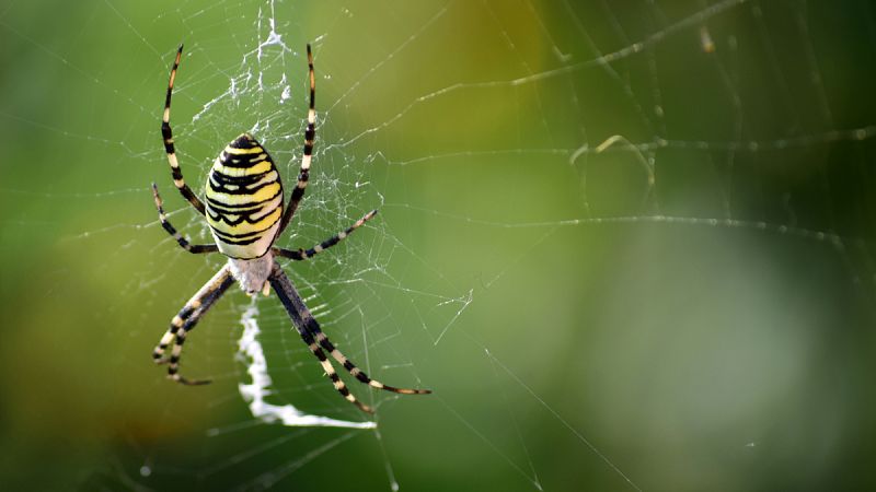 El canibalismo de algunas arañas tras el sexo beneficia a sus crías