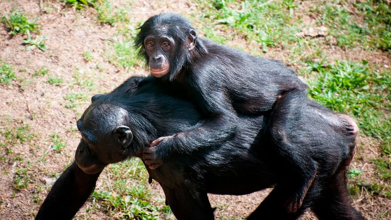 Las chimpancés 'esperan turno' para ascender en la escala social