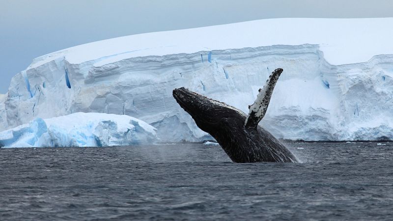 25 países buscan crear un santuario marino en la Antártida