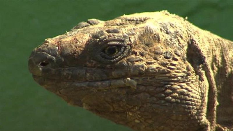Entrenamiento de lagartos en El Hierro