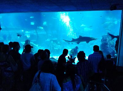 F�sica de vanguardia / Durmiendo con tiburones