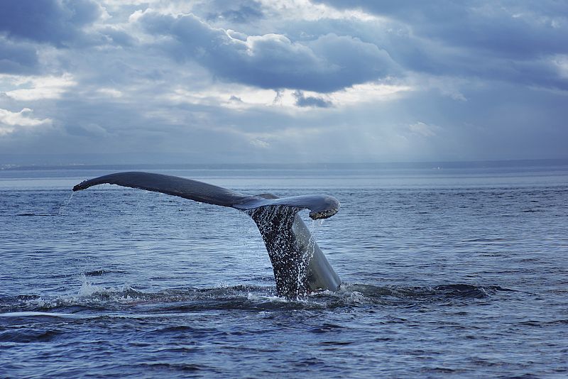 Las ballenas se quedan sin santuario en el Atlántico