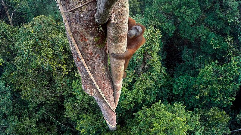 El futuro de los orangutanes, protagonista de 'Wildlife Photographer of the Year' 2016