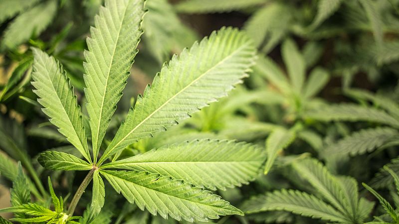 Investigadores de la UCM descubren que un componente del cannabis es capaz de matar las células tumorales