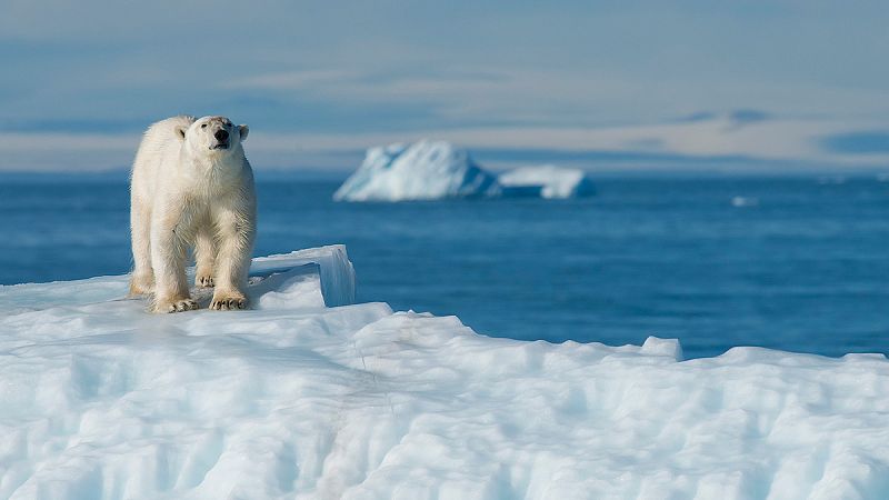 Cada tonelada de CO2 emitida elimina tres metros cuadrados de hielo ártico