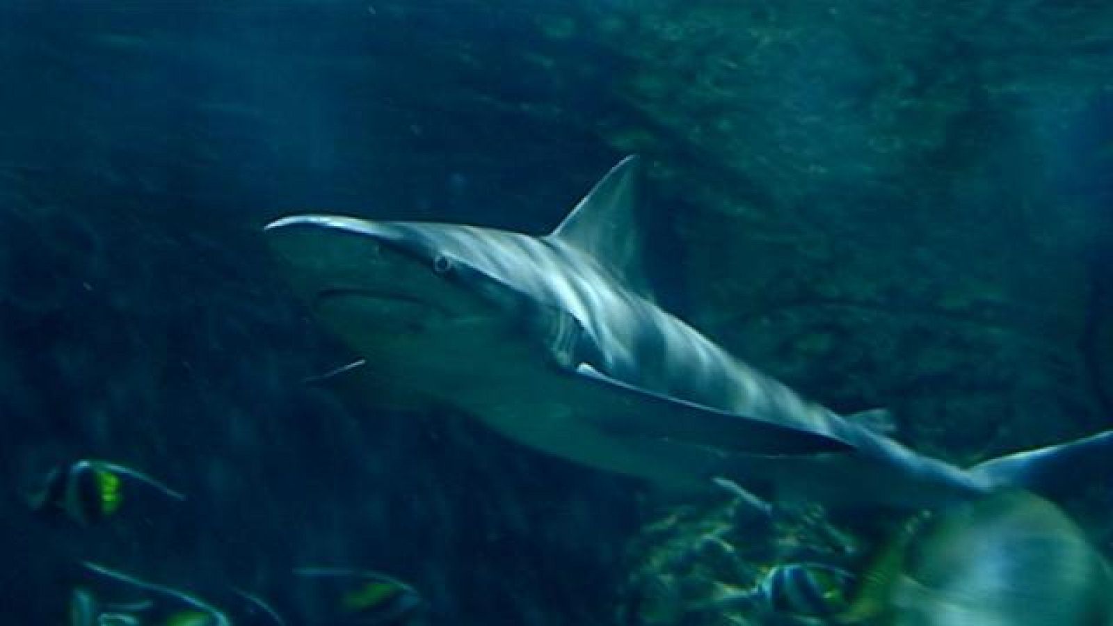 Poema del mar Canarias