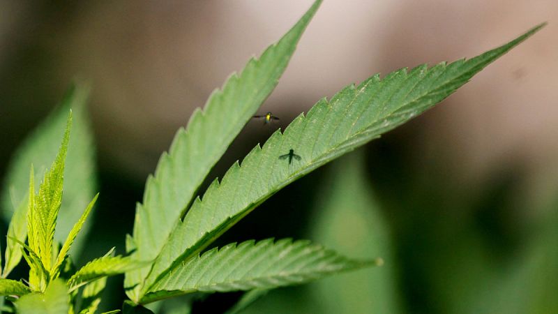 California, Massachusetts y Nevada legalizan el uso recreativo de la marihuana