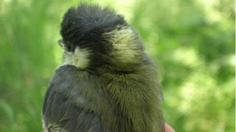 Las aves alimentan más a los polluelos con plumaje llamativo, según un estudio del CSIC