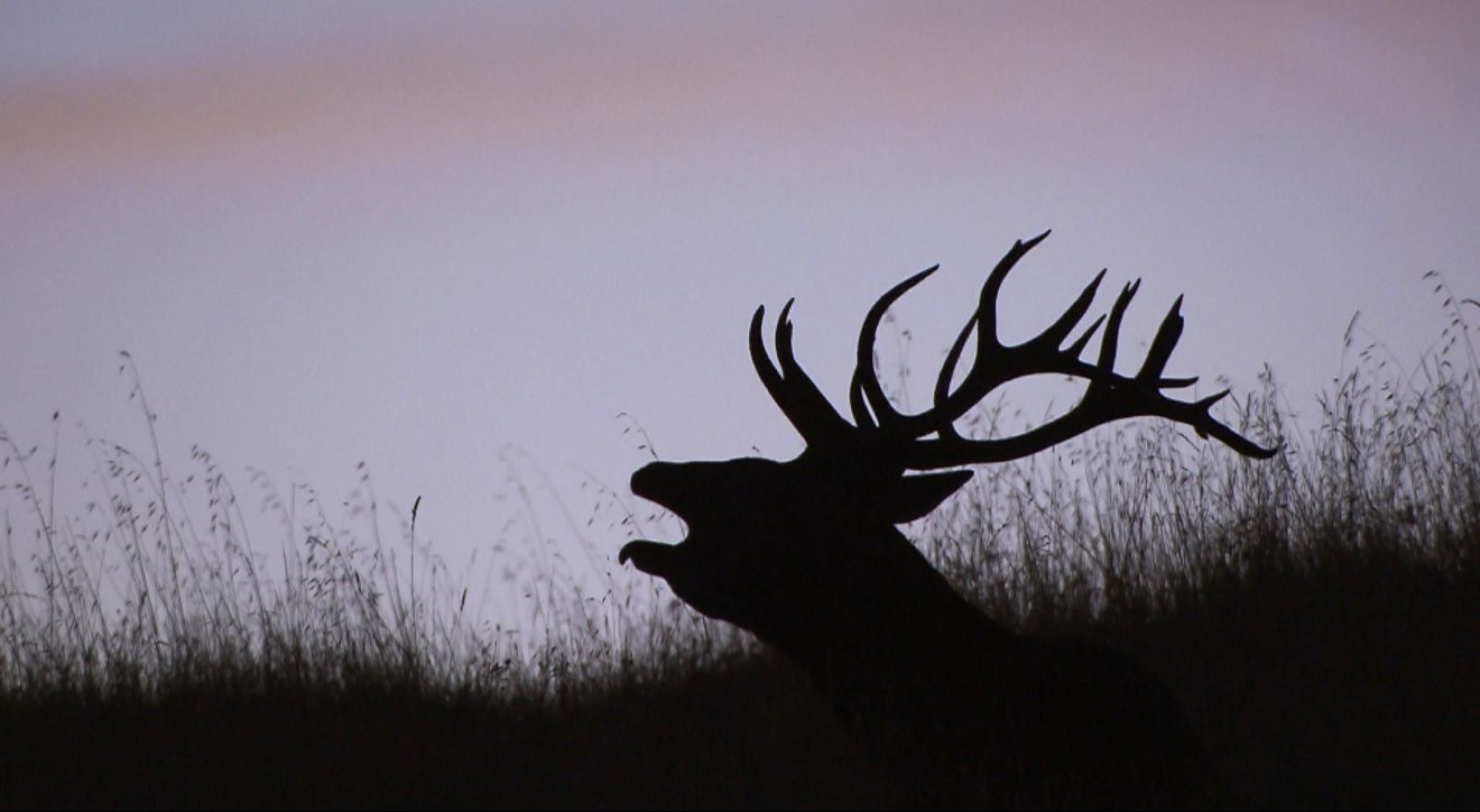 Jara y sedal - 25 aniversario - ver ahora