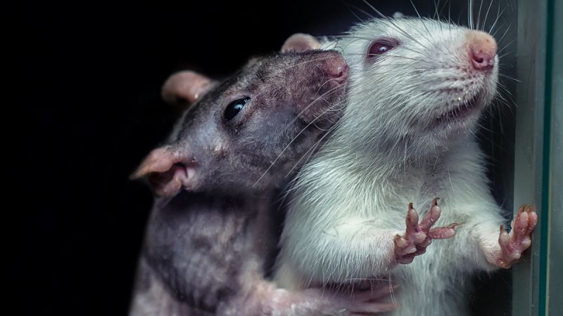 Las ratas tienen cosquillas cuando están de buen humor