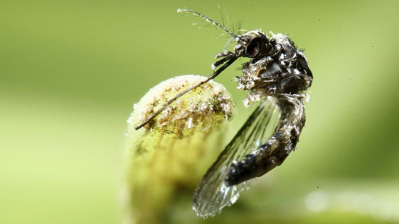 La vacuna contra el zika podría estar lista en 2019