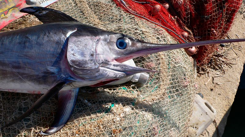El pez espada del Mediterráneo está "al borde del colapso"