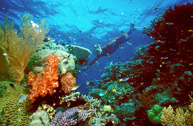 Las zonas de protección de los arrecifes de coral están situadas en lugares equivocados