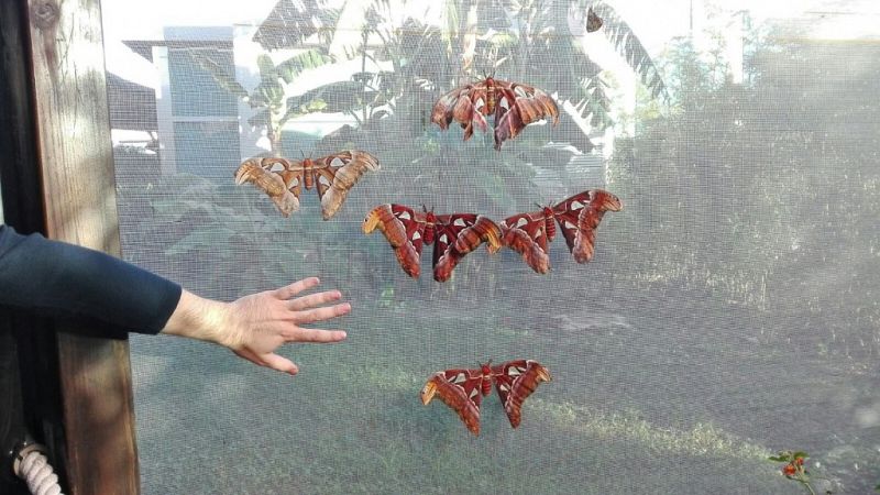 Nacen en el Oceanogràfic de Valencia las mayores mariposas del mundo, con alas de 30 centímetros