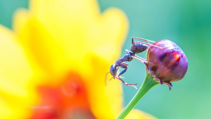 Las hormigas cultivaban plantas antes que los humanos